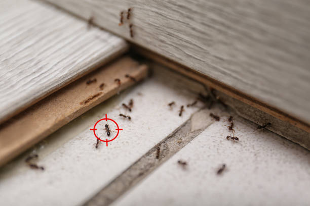 Best Pest Prevention Services  in Warren, IL