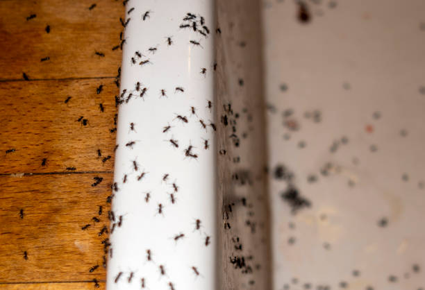 Best Termite Control Services  in Warren, IL