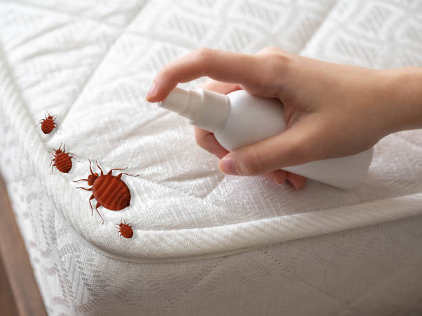 Wasp Removal Services in Warren, IL