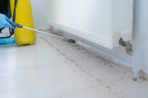 Best Termite Control Services  in Warren, IL